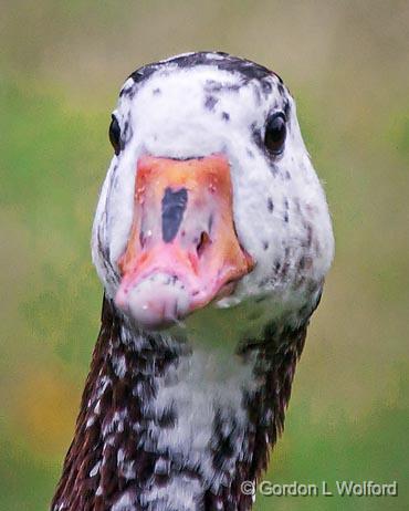 Goose Head_25943.jpg - Feral Greylag (barnyard) goose photographed at Ottawa, Ontario, Canada.